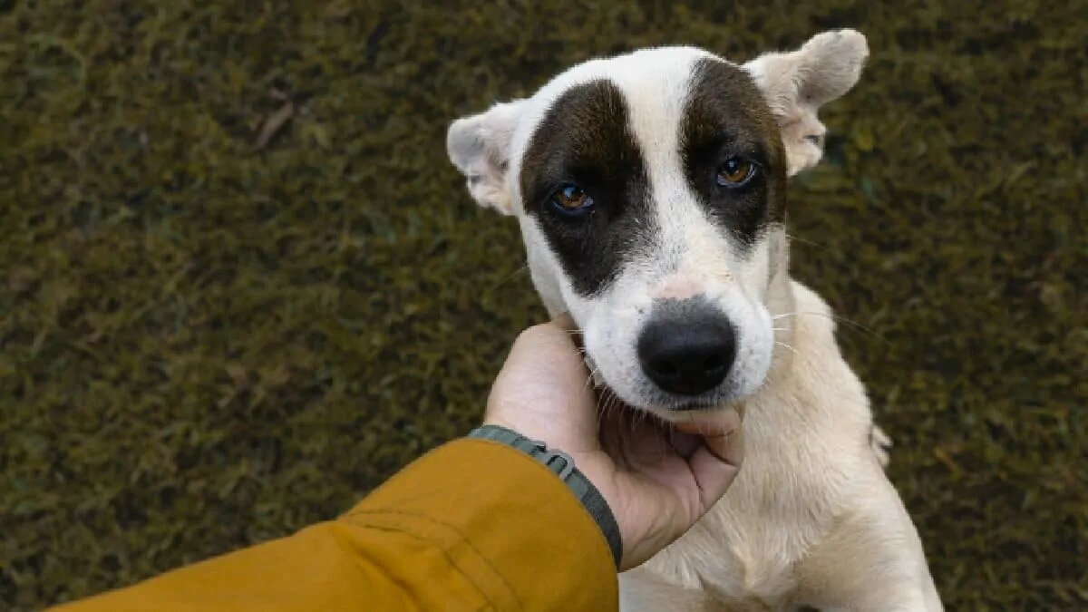 plano de saúde para pet